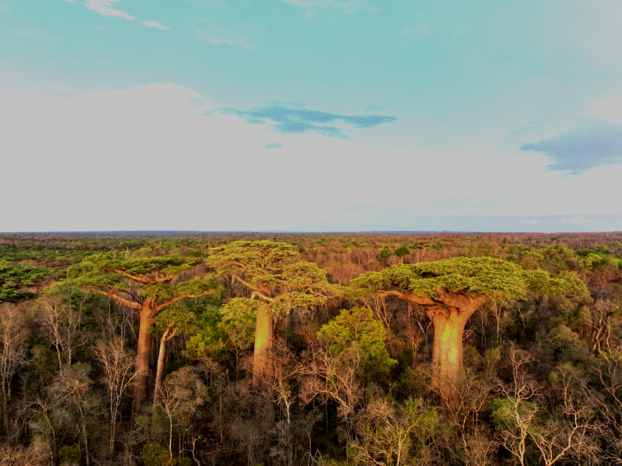 Vue aérienne des couronnes de baobabs